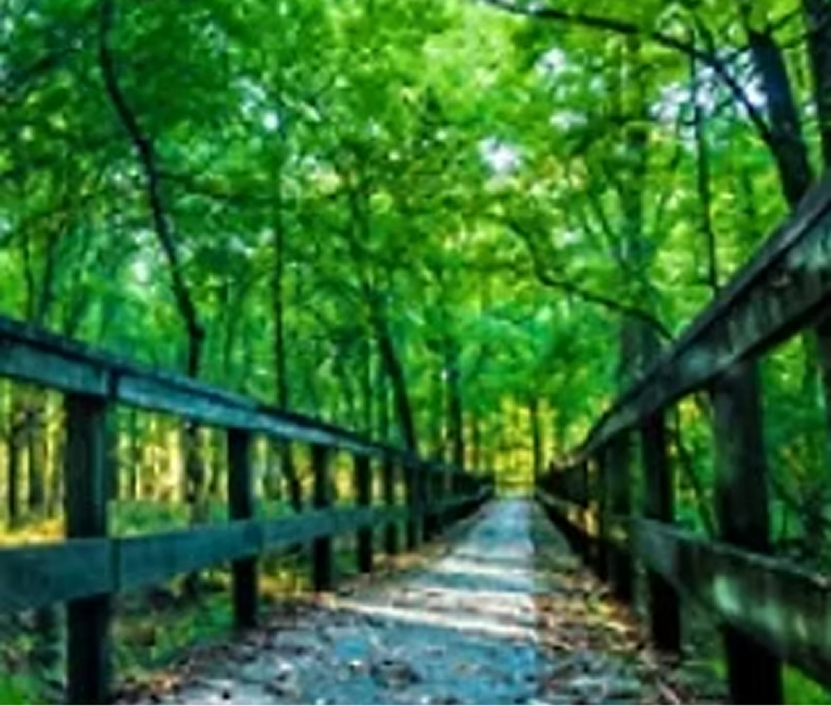 Wooded boardwalk trail winding through summer green trees on the North Shore