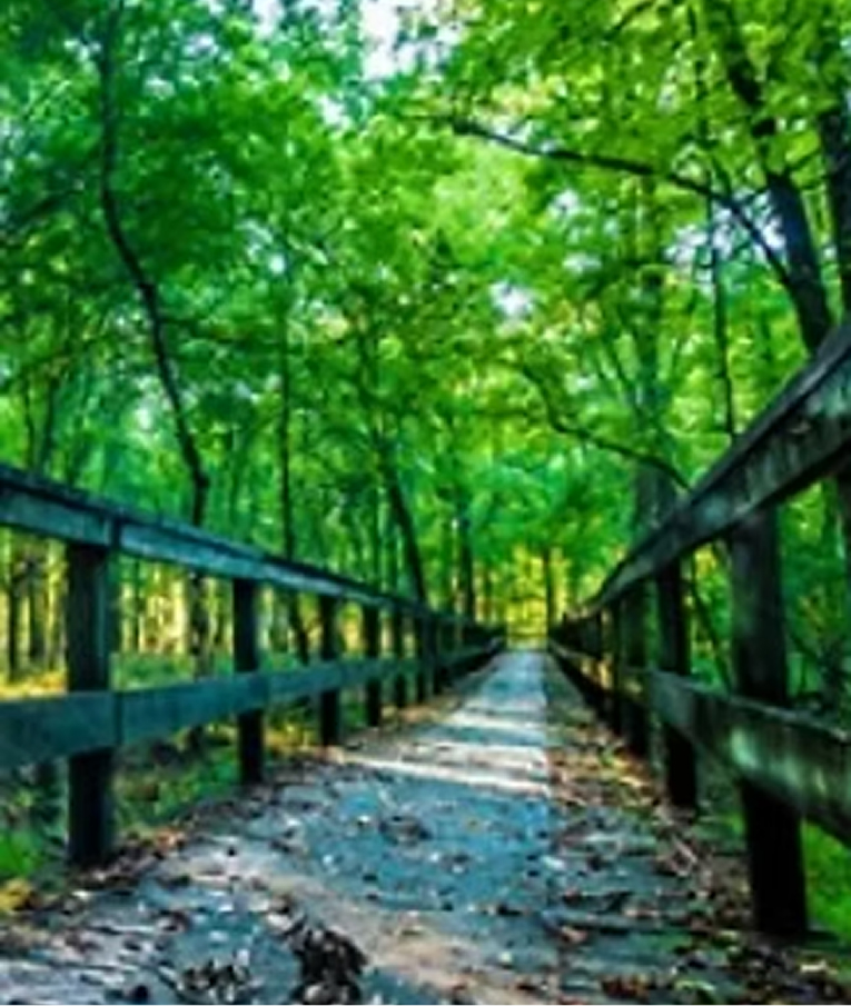 Shaded boardwalk trail through green summer woods on the North Shore