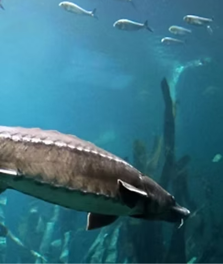 Lake sturgeon swimming in an aquarium exhibit at the Great Lakes Aquarium in Duluth
